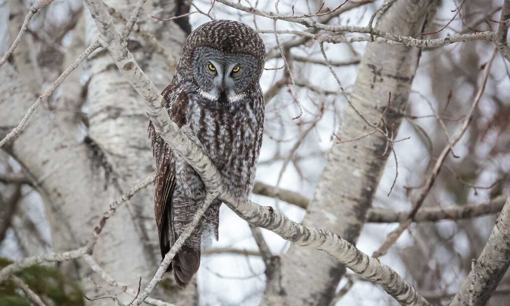 Owling in Algoma