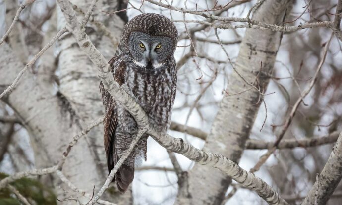 Owling in Algoma