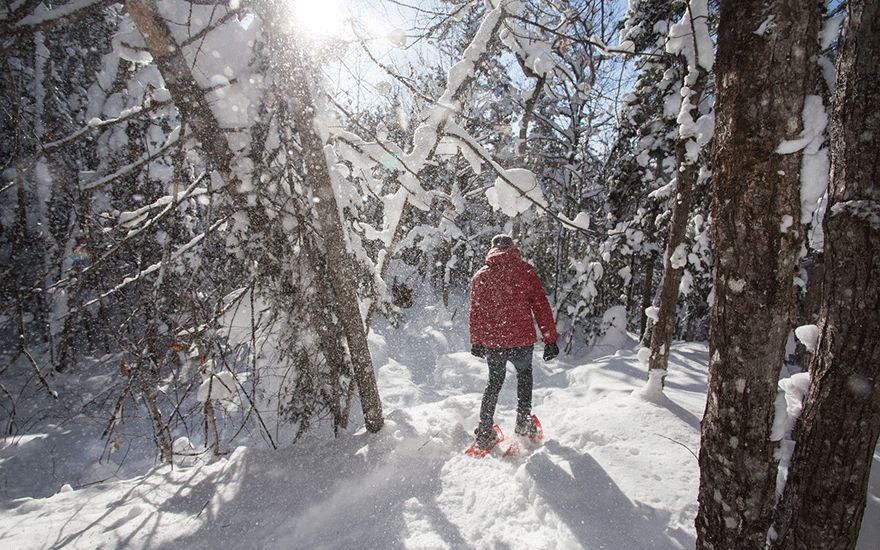 hiawatha highlands snowshoe through trees