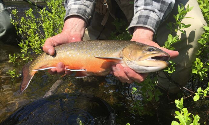 The Bass and Trout of Algoma