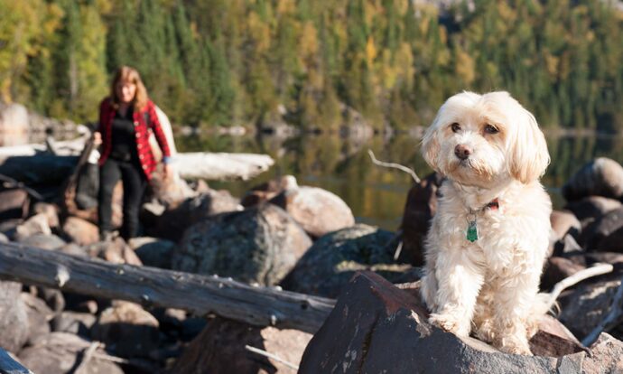 Tips for Dog Photography