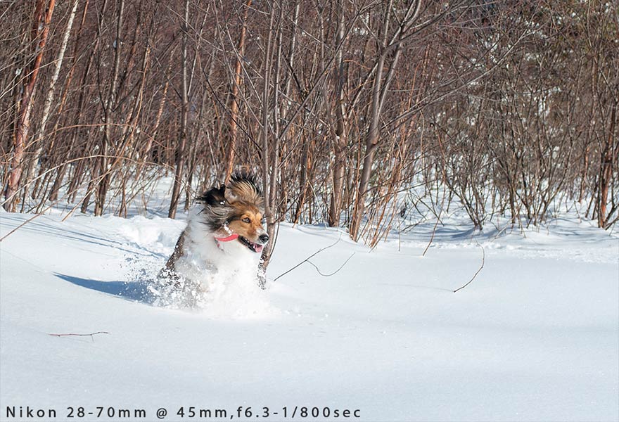 dog running in snow
