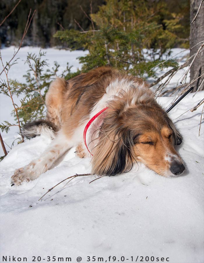 tired dog in snow