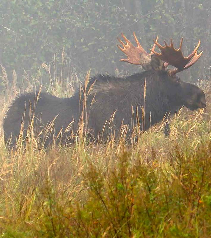 moose-hunt-feature