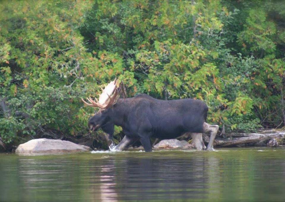 moose-hunting-photo-1