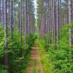 Hiawatha Highlands